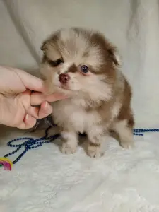 Померанский шпиц окраса мерле с Новогодней скидкой!