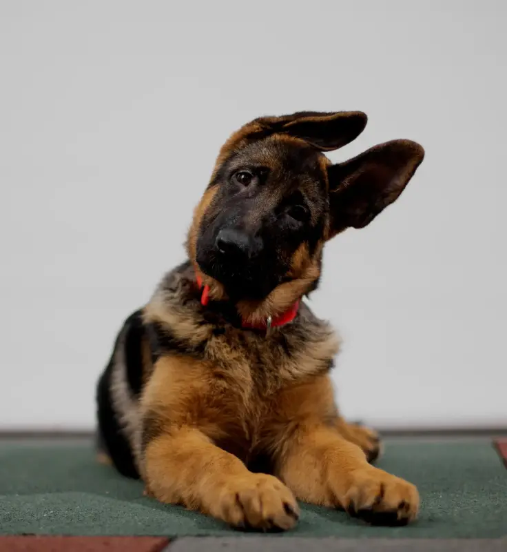 Щенки немецкой овчарки