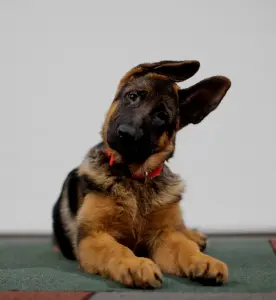 Щенки немецкой овчарки