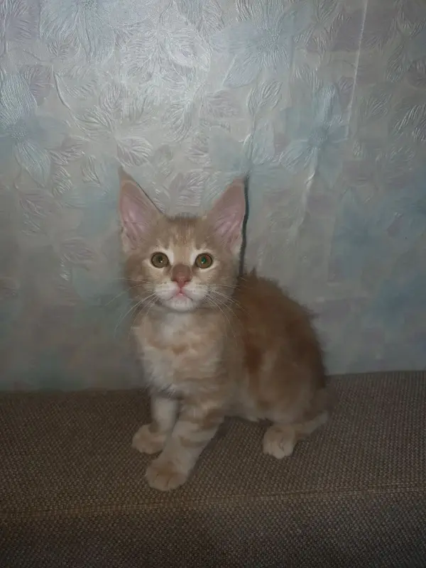 Кошки - Котята мейн-кун - Вся Беларусь - Фото 9 Котята мейн-кун - Вся Беларусь - 229671 - Доска объявлений Kupika.by - Фото 9