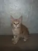 Кошки - Котята мейн-кун - Вся Беларусь - Фото 9 Котята мейн-кун - Вся Беларусь - 229671 - Доска объявлений Kupika.by - Фото 9