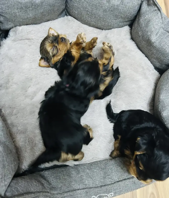 Щенок Йоркширского терьера - Вся Беларусь - 229328 - Доска объявлений Kupika.by - Фото 3