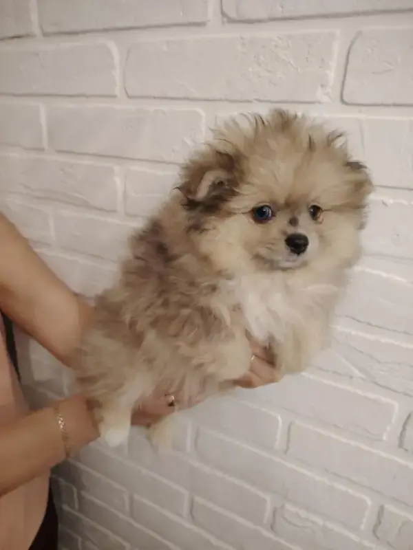 Собаки - Продажа щенков померанского шпица - Вся Беларусь - Фото 5 Продажа щенков померанского шпица - Вся Беларусь - 230323 - Доска объявлений Kupika.by - Фото 5