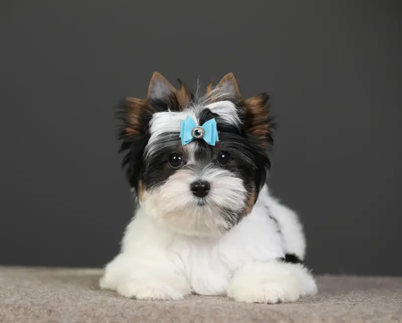 Бивер Йорк мальчик