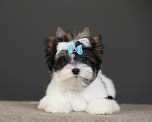 Бивер Йорк мальчик