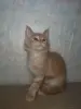 Кошки - Котята мейн-кун - Вся Беларусь - Фото 6 Котята мейн-кун - Вся Беларусь - 229671 - Доска объявлений Kupika.by - Фото 6