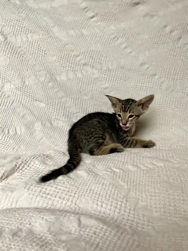 Кошки - Котята петерболд - Вся Беларусь - Фото 9 Котята петерболд - Вся Беларусь - 230095 - Доска объявлений Kupika.by - Фото 9