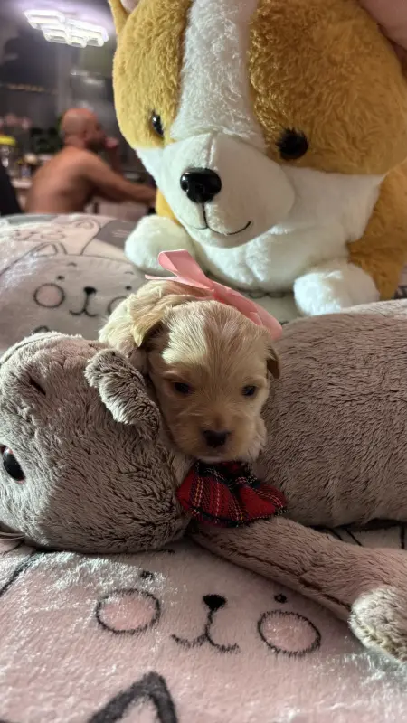 Собаки - Щенки Мальтипу - Вся Беларусь - Фото 2 Щенки Мальтипу - Вся Беларусь - 229752 - Доска объявлений Kupika.by - Фото 2