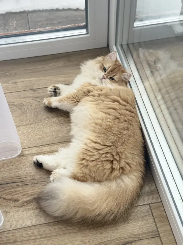 Кошки - Котенок британской длинношерстной в окрасе золотая шиншилла - Вся Беларусь - Фото 2 Котенок британской длинношерстной в окрасе золотая шиншилла - Вся Беларусь - 229383 - Доска объявлений Kupika.by - Фото 2