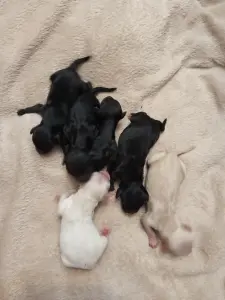 Щенки карликового пуделя