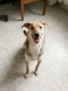 Собака девочка Миюшка с добрые руки