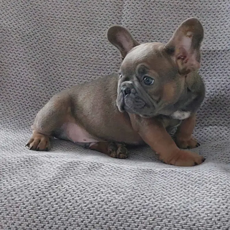 щенок французского бульдога