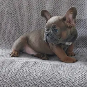 щенок французского бульдога