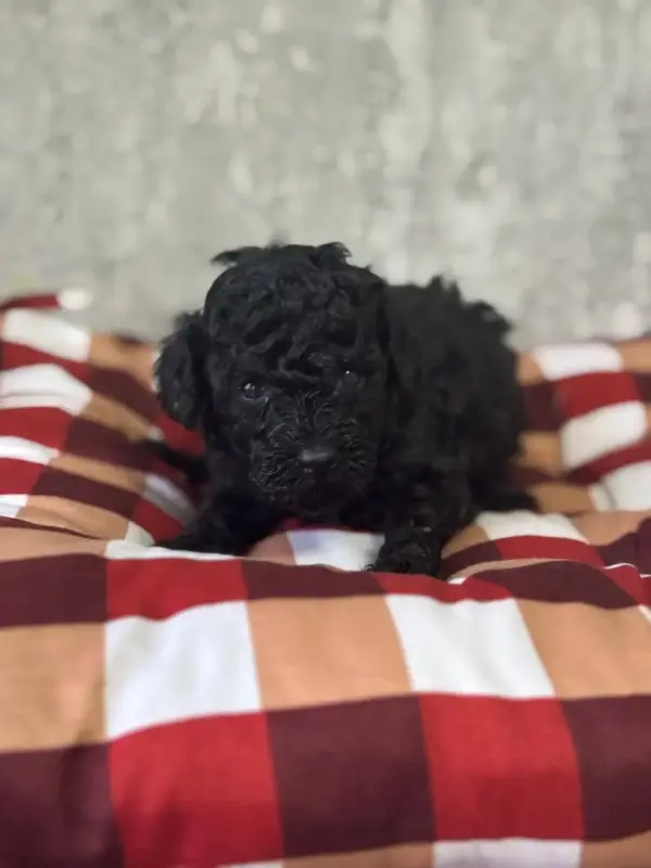 Щенки той-пудель черный ред браун