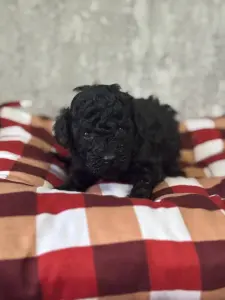 Щенки той-пудель черный ред браун