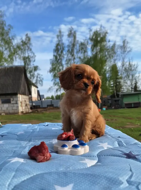 Собаки - Кавалер кинг чарльз спаниель (девочка) - Вся Беларусь - Фото 3 Кавалер кинг чарльз спаниель (девочка) - Вся Беларусь - 229694 - Доска объявлений Kupika.by - Фото 3
