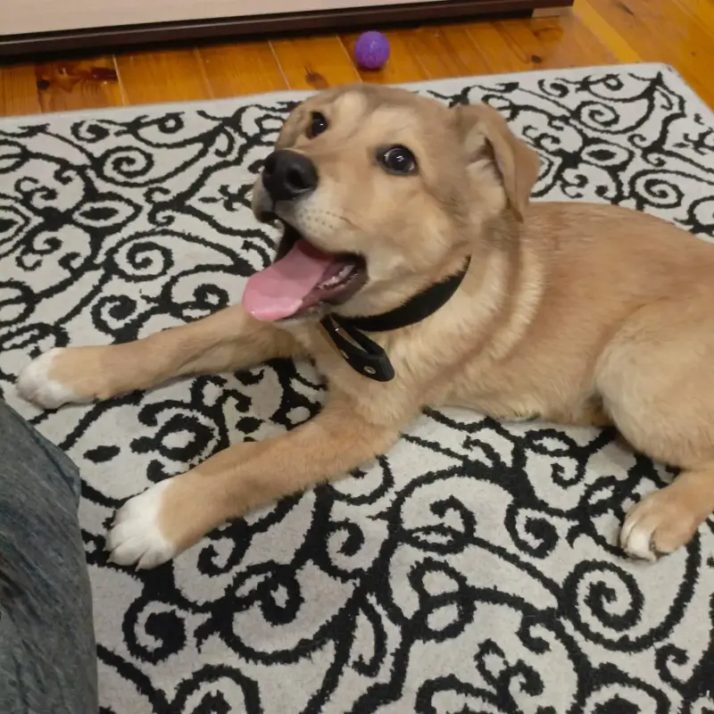 Щенки - Вся Беларусь - 231020 - Доска объявлений Kupika.by - Фото 7