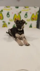 Щенок девочка