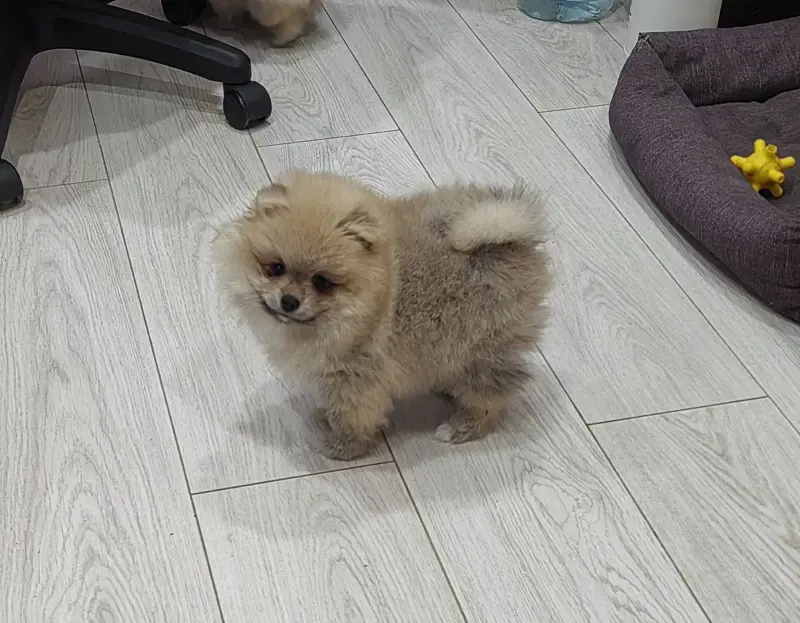 Девочки померанского шпица