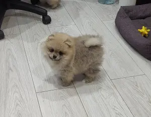 Девочки померанского шпица