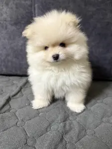 Продам щенка померанского