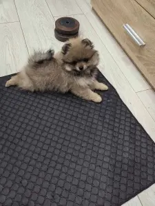 Девочка померанского шпица