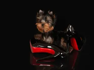 Щенки Йоркширского терьера!!!