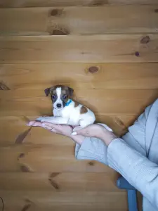 Щенки Джек Рассел терьера