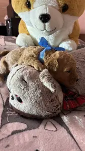 Щенки Мальтипу