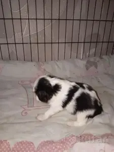 Кавалер кинг чарльз спаниель (мальчик)