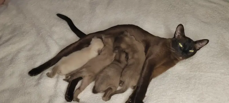 Европейская Бурма котята