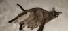 Кошки - Европейская Бурма котята - Вся Беларусь Европейская Бурма котята - Вся Беларусь - 230546 - Доска объявлений Kupika.by