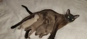Европейская Бурма котята