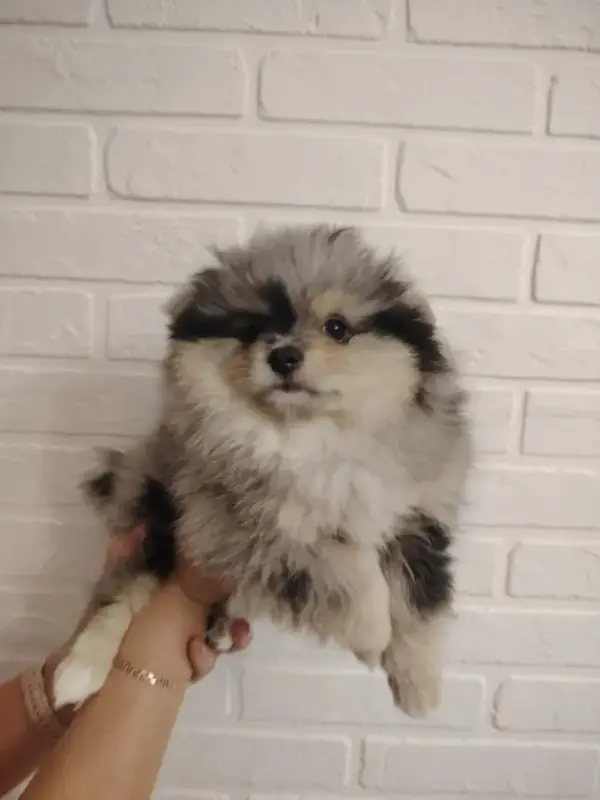 Продажа щенков померанского шпица