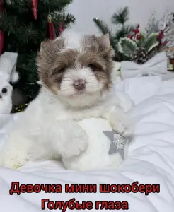 Щенки цветного йорка шокобери голубые гдаза