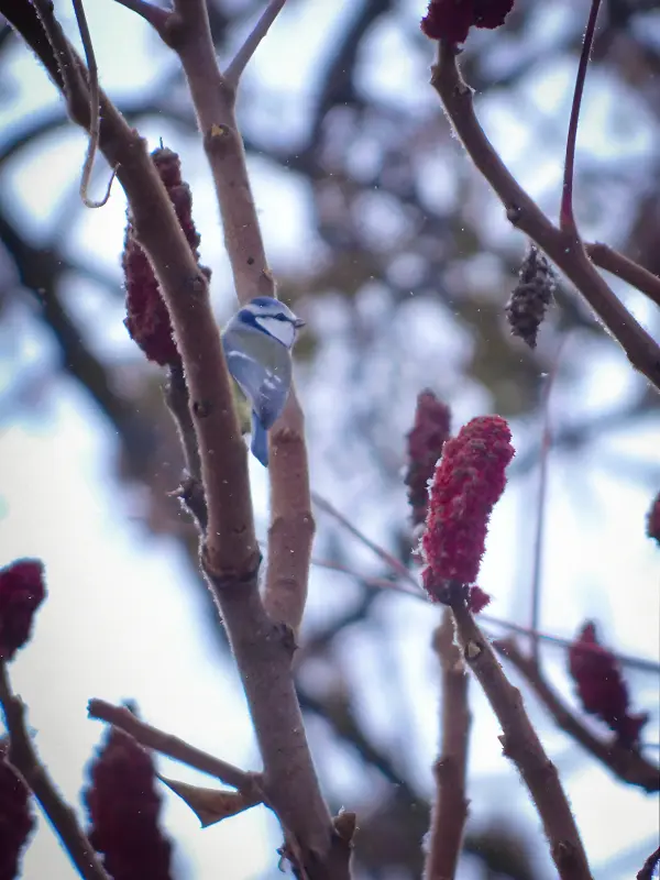 Фотоаппарат nikon b500 - Вся Беларусь - 231482 - Доска объявлений Kupika.by - Фото 5