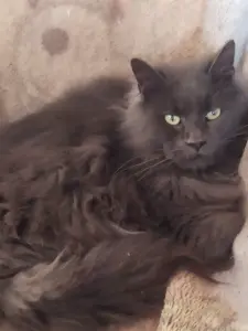 Вязка мейн-кун