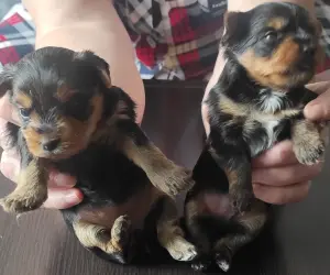 Щенки Йорк мини