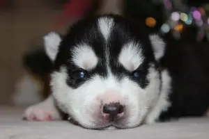 Домашние питомцы