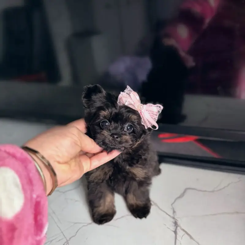 Элитные мини микро мальтипу и той пудель - Вся Беларусь - 231528 - Доска объявлений Kupika.by - Фото 2