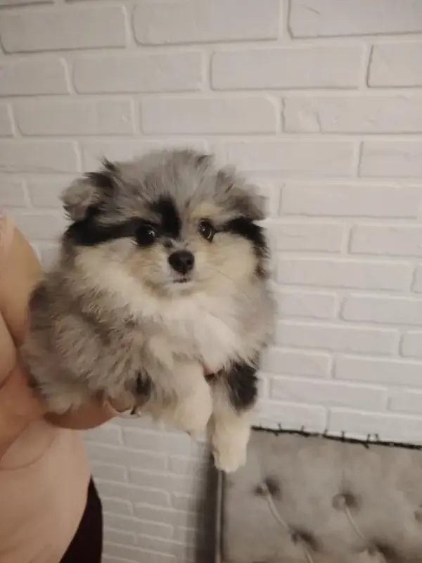 Собаки - Продажа щенков померанского шпица - Вся Беларусь - Фото 2 Продажа щенков померанского шпица - Вся Беларусь - 230323 - Доска объявлений Kupika.by - Фото 2