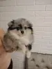 Собаки - Продажа щенков померанского шпица - Вся Беларусь - Фото 2 Продажа щенков померанского шпица - Вся Беларусь - 230323 - Доска объявлений Kupika.by - Фото 2