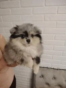 Продажа щенков померанского шпица