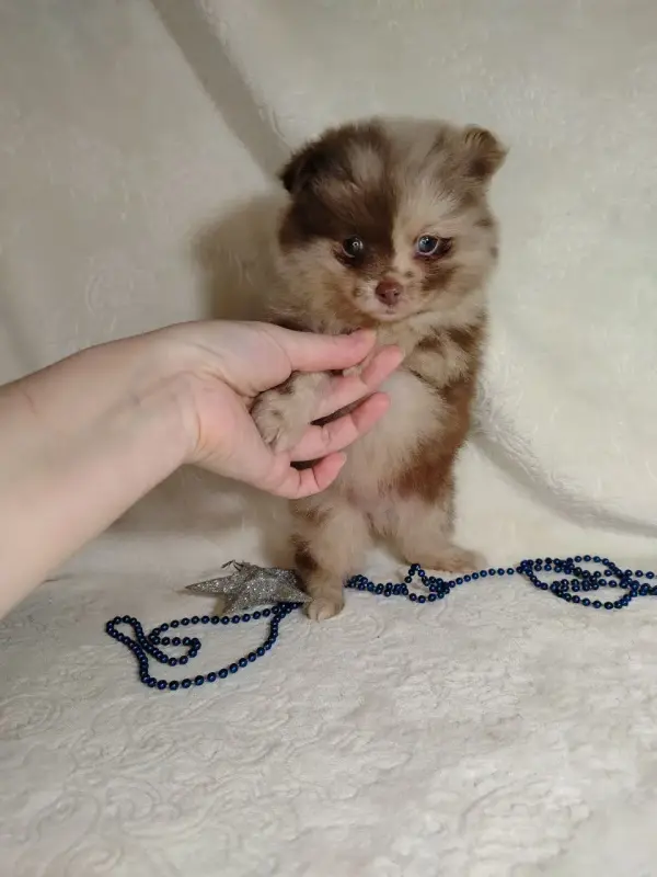 Померанский шпиц окраса мерле с Новогодней скидкой! - Вся Беларусь - 231375 - Доска объявлений Kupika.by - Фото 7