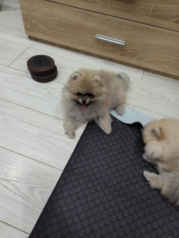 Собаки - Девочка померанского шпица - Вся Беларусь - Фото 2 Девочка померанского шпица - Вся Беларусь - 229872 - Доска объявлений Kupika.by - Фото 2