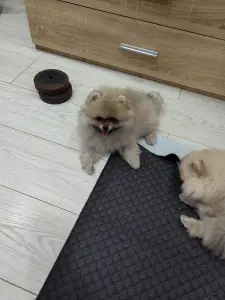 Девочка померанского шпица