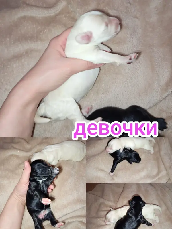 Собаки - Щенки карликового пуделя - Вся Беларусь - Фото 2 Щенки карликового пуделя - Вся Беларусь - 229819 - Доска объявлений Kupika.by - Фото 2