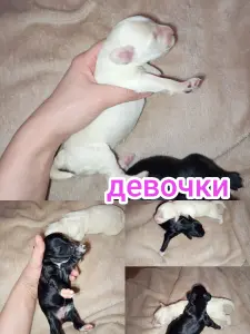 Щенки карликового пуделя