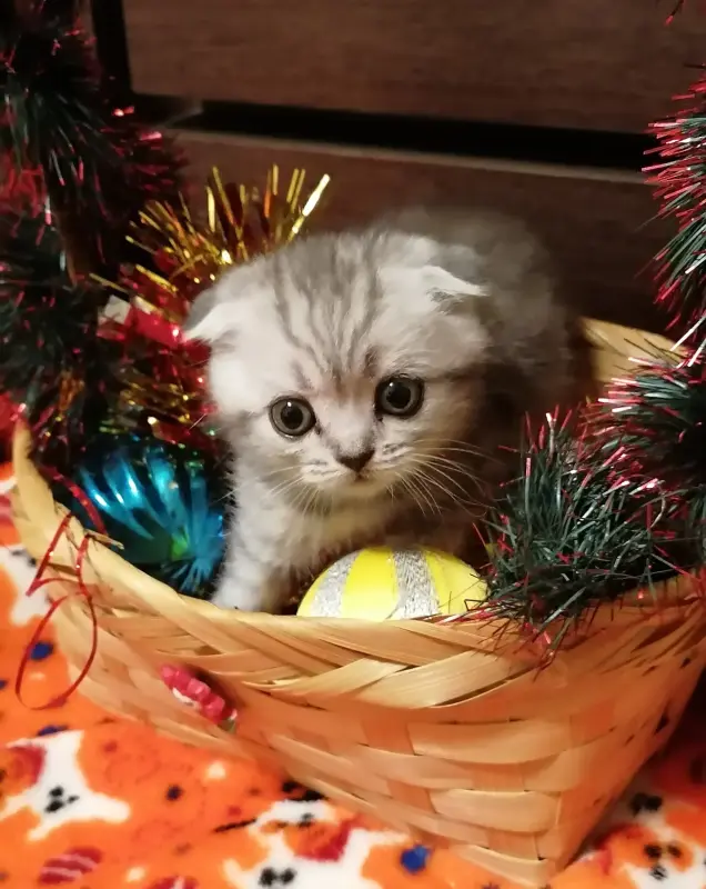 Кошки - Вислоухие котята - Вся Беларусь Вислоухие котята - Вся Беларусь - 230622 - Доска объявлений Kupika.by