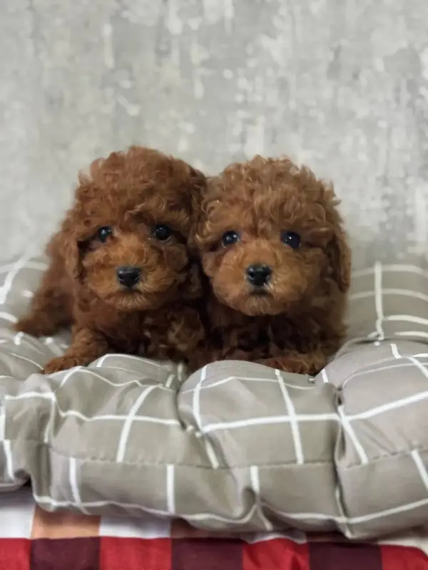Мини щенки той-пудель китай